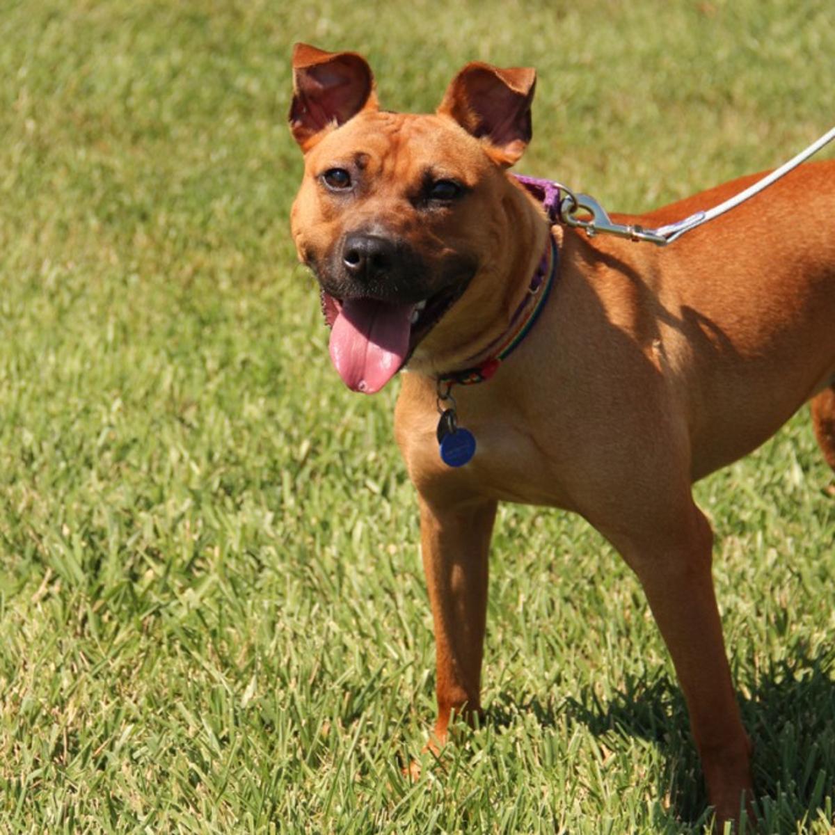 basenji pitbull mix