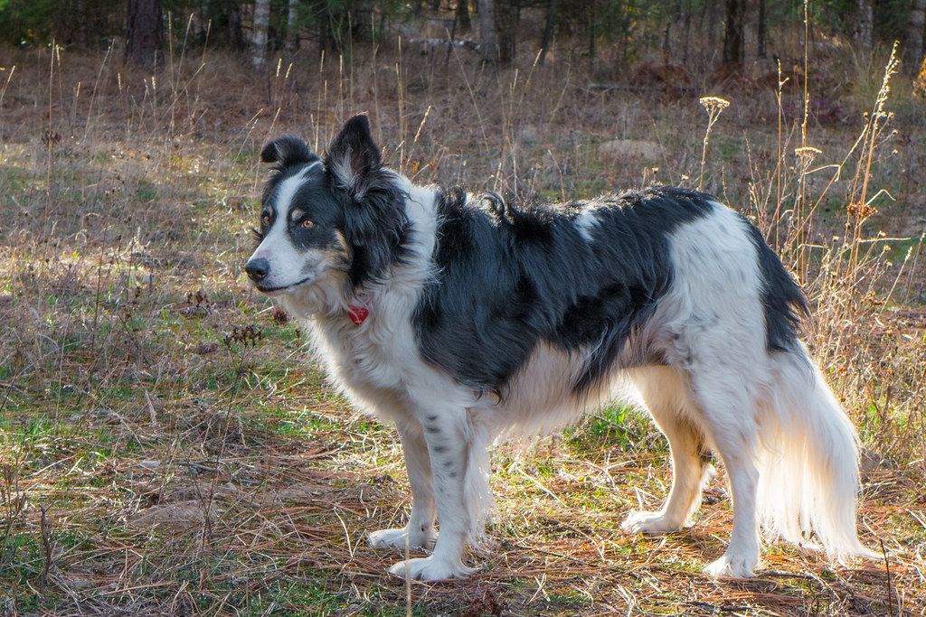 border collie chihuahua mix