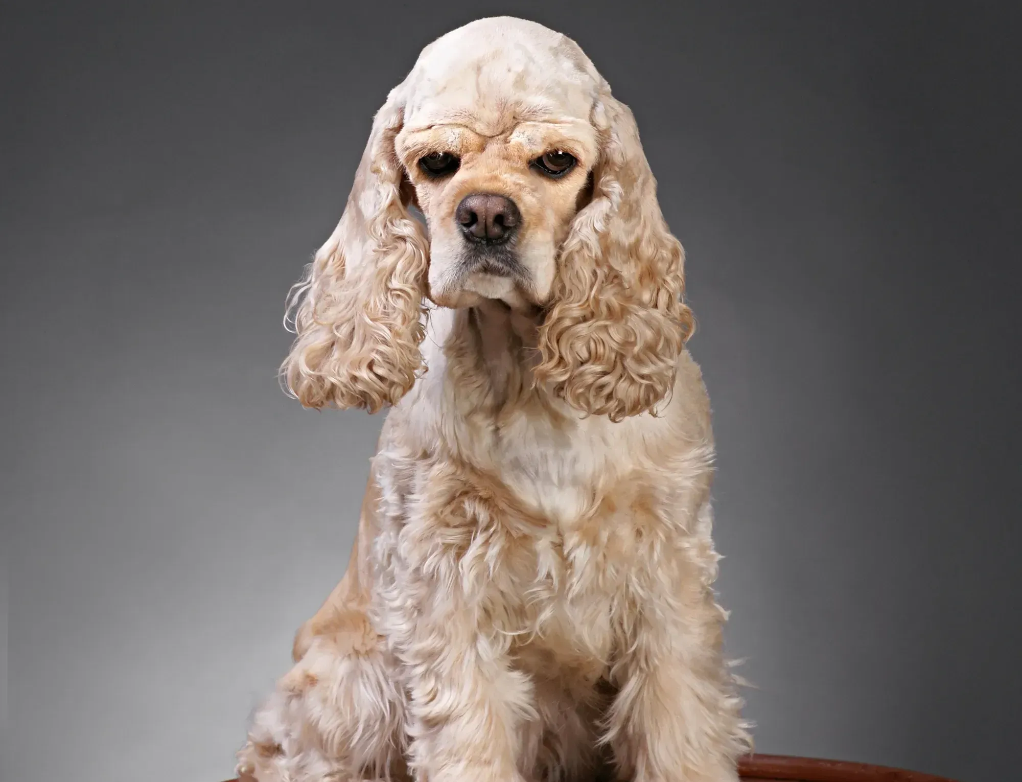 Mini Cocker Spaniel