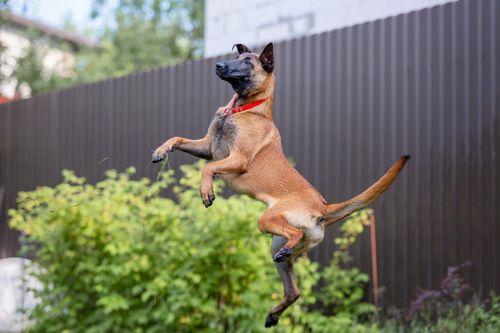 Fence for Belgian Malinois