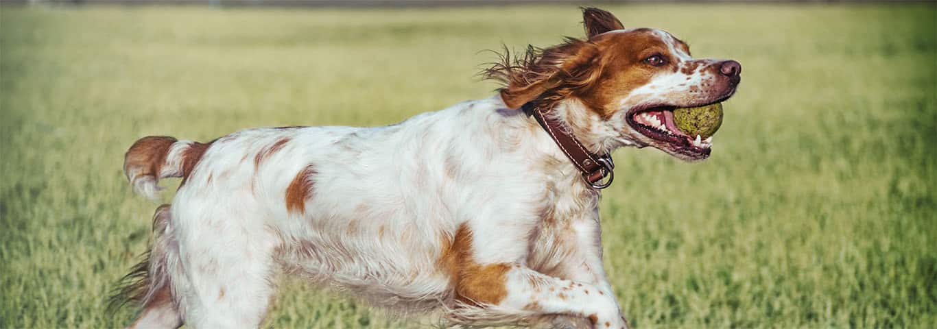 Are Brittany Spaniels Good Family Dogs? A Clear Answer