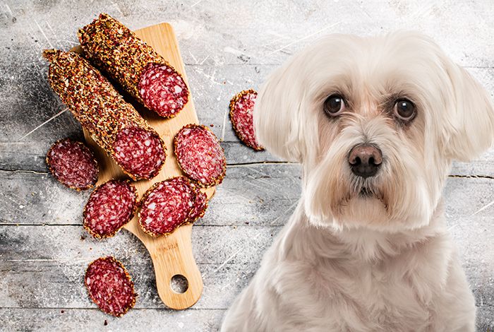 Can Dogs Eat Salami