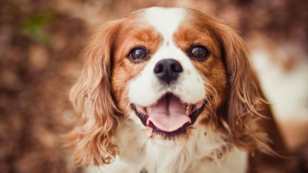 Cavalier King Charles Spaniels Good Family Dogs