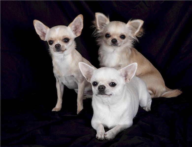 how many puppies can a chihuahua have