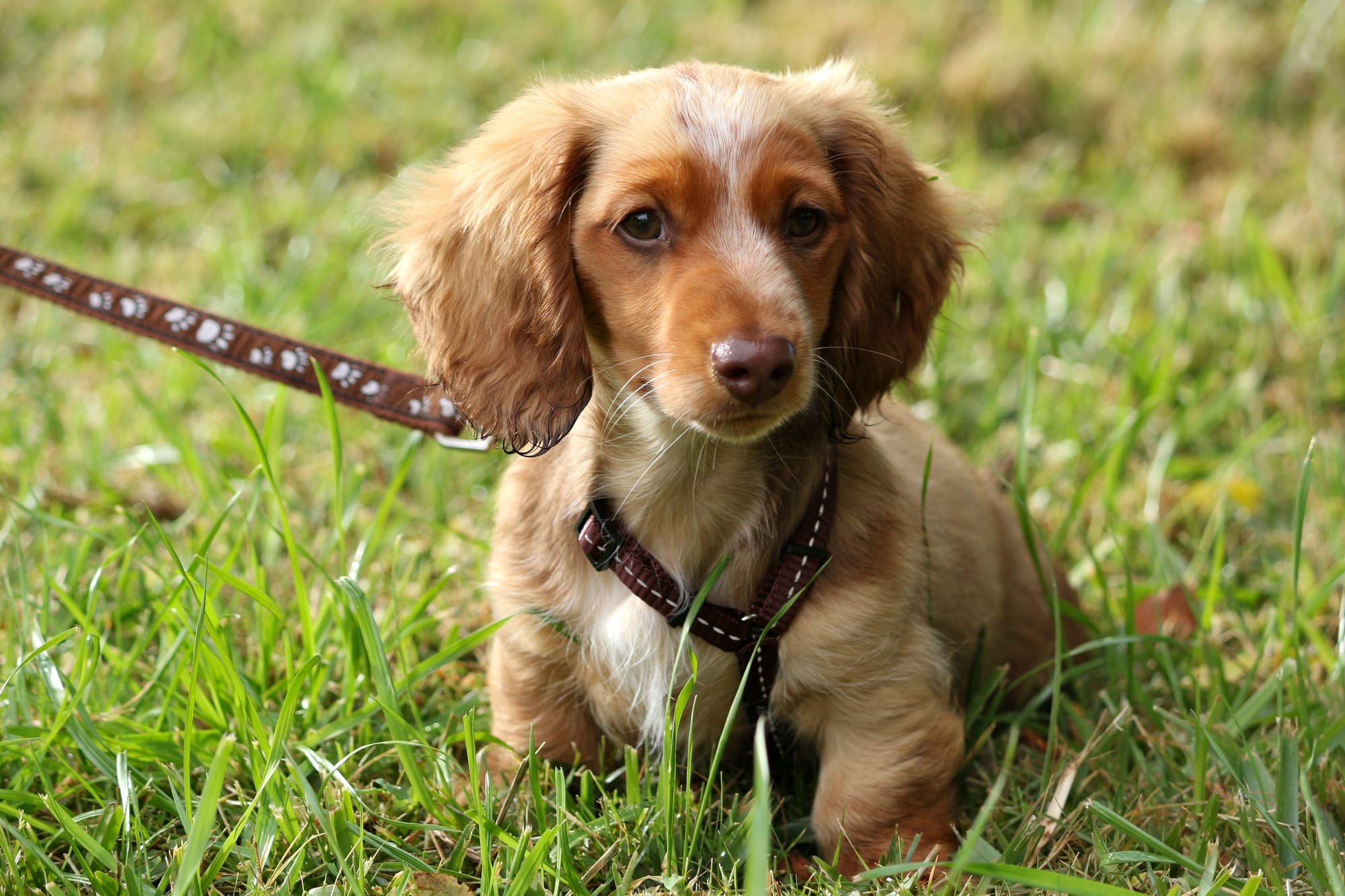Cream Miniature Dachshunds