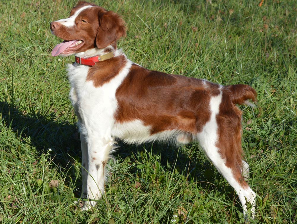 Brittany Spaniels