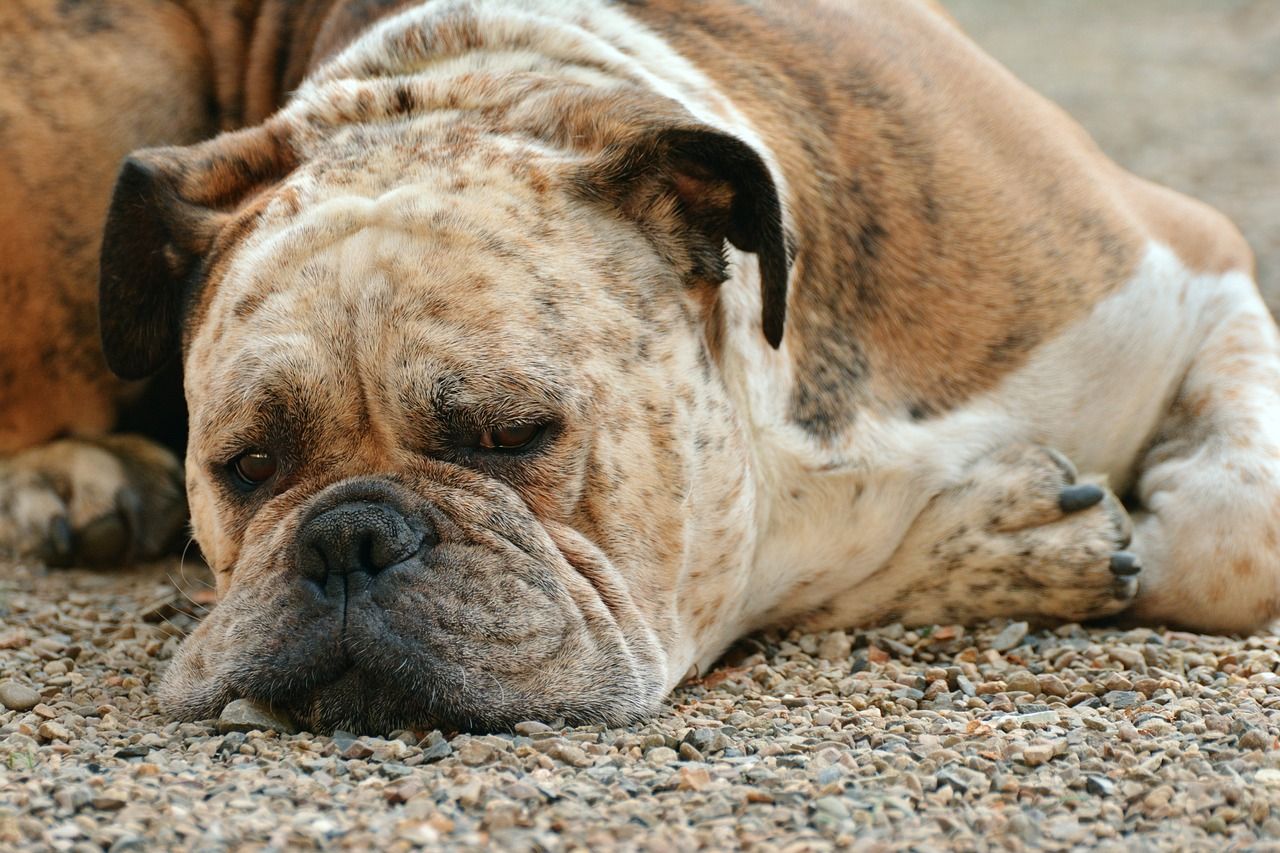 Box Mastiff Mix
