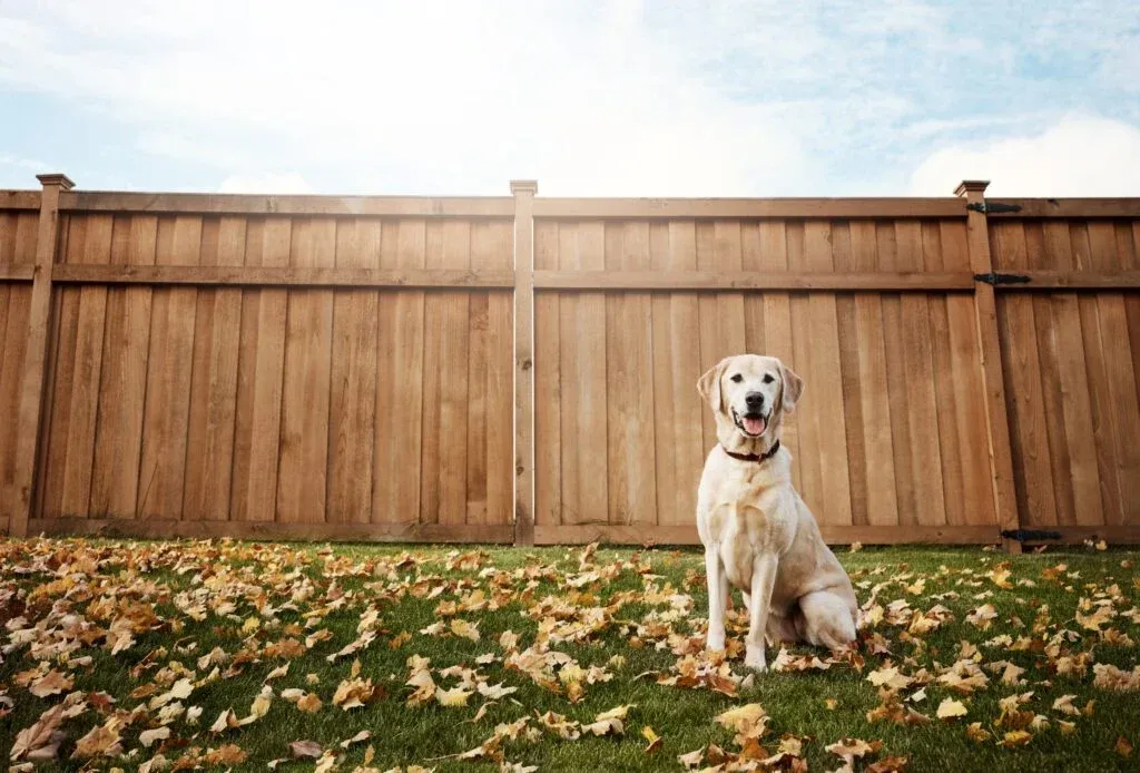 Cheap Fencing