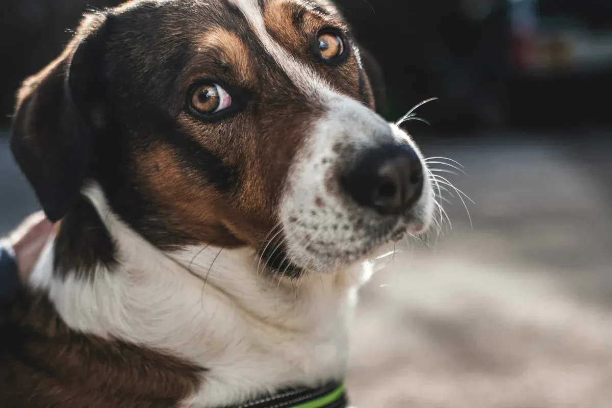 Can Dogs Sense Bad People