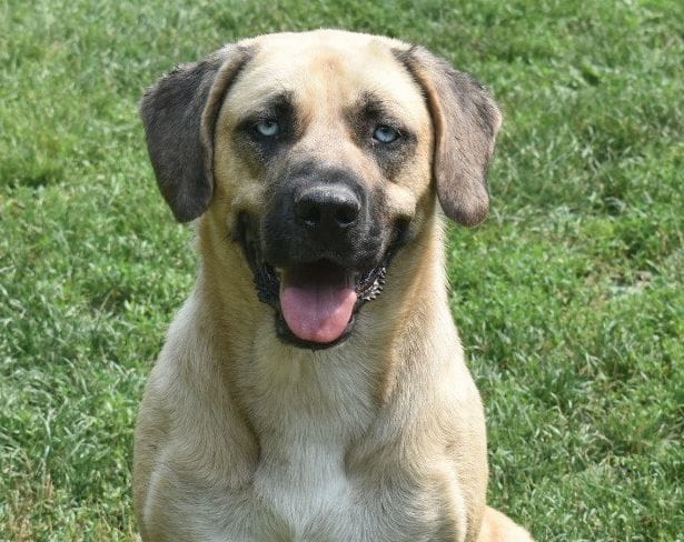 Can Anatolian Shepherds Have Blue Eyes?