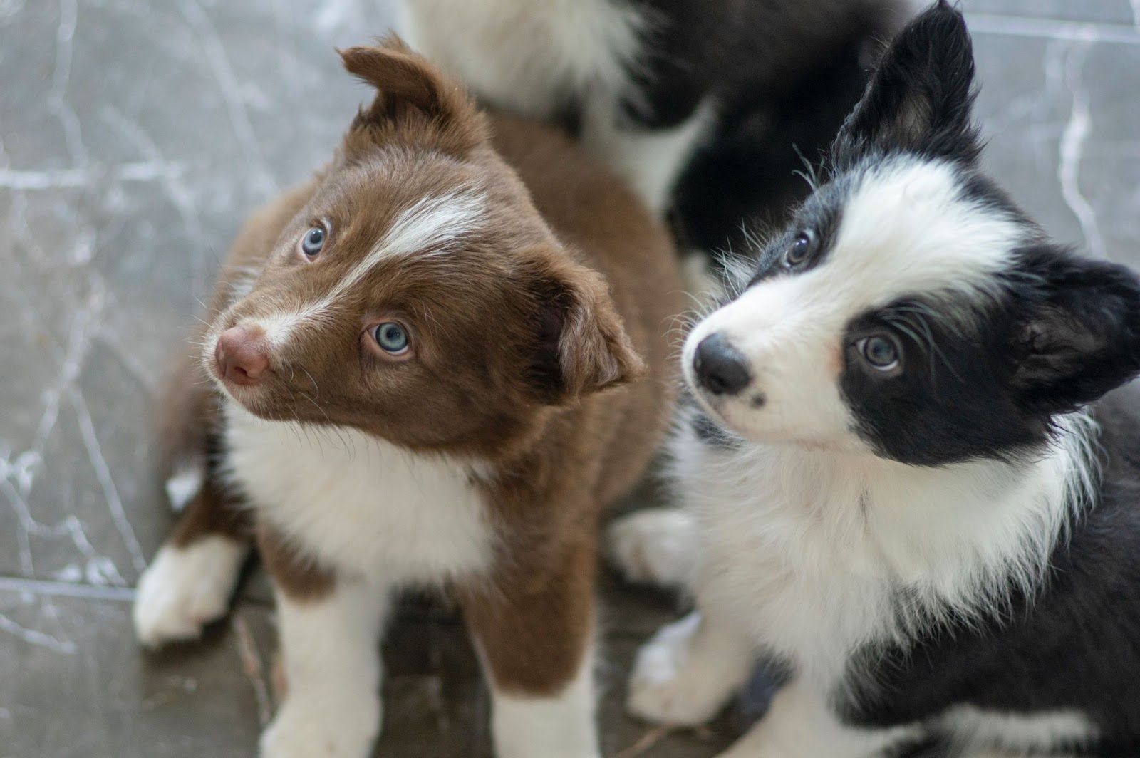 All About Border Collie Ears