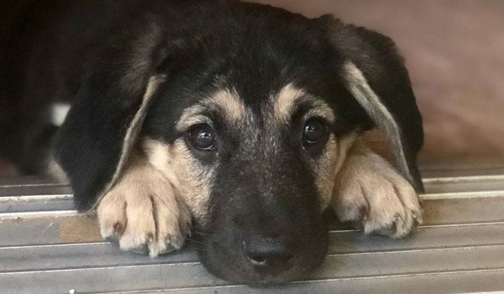 Can Anatolian Shepherds Be Black?