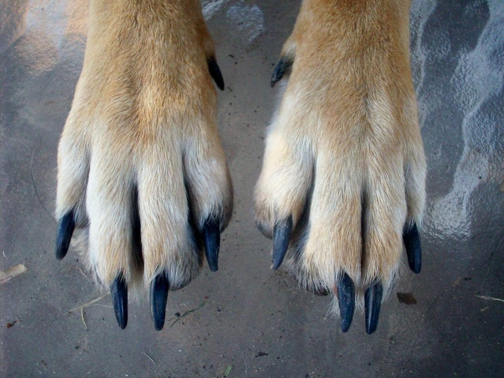 Do Anatolian Shepherds Have Webbed Feet