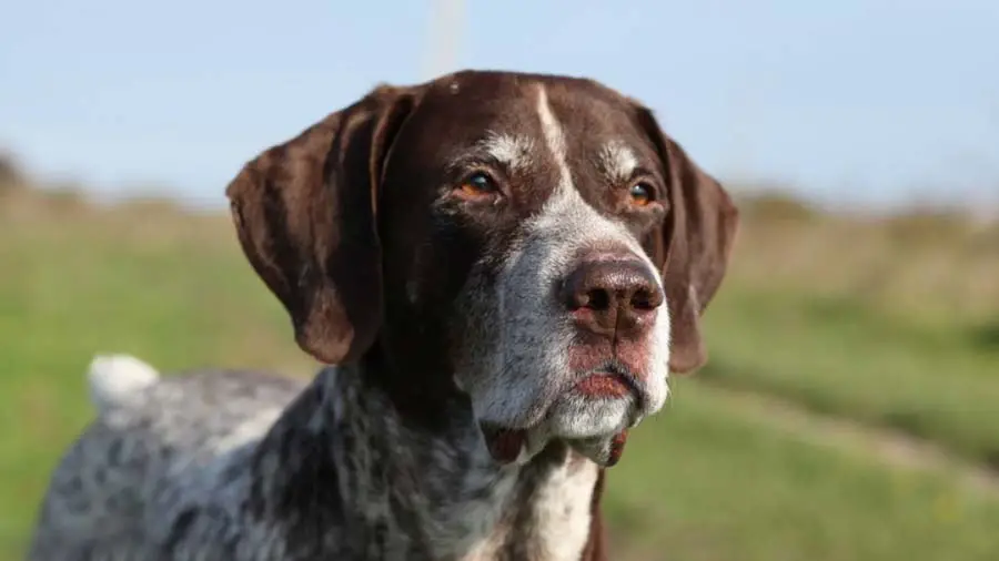 German Shorthaired Pointer
