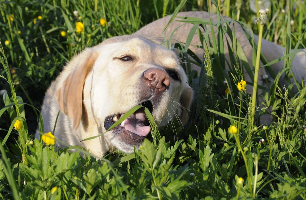 Rough Greens for Dogs
