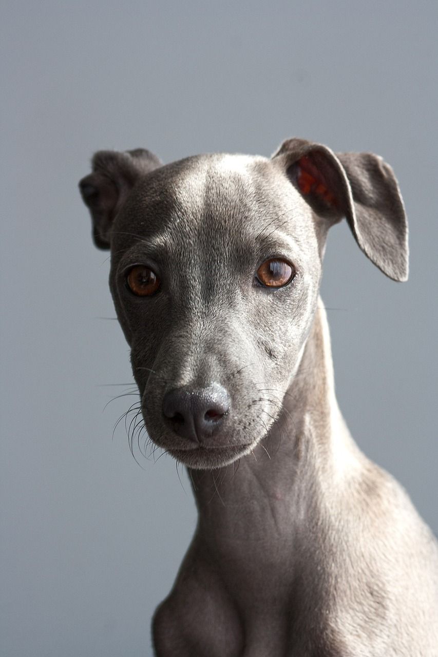 pug italian greyhound mix