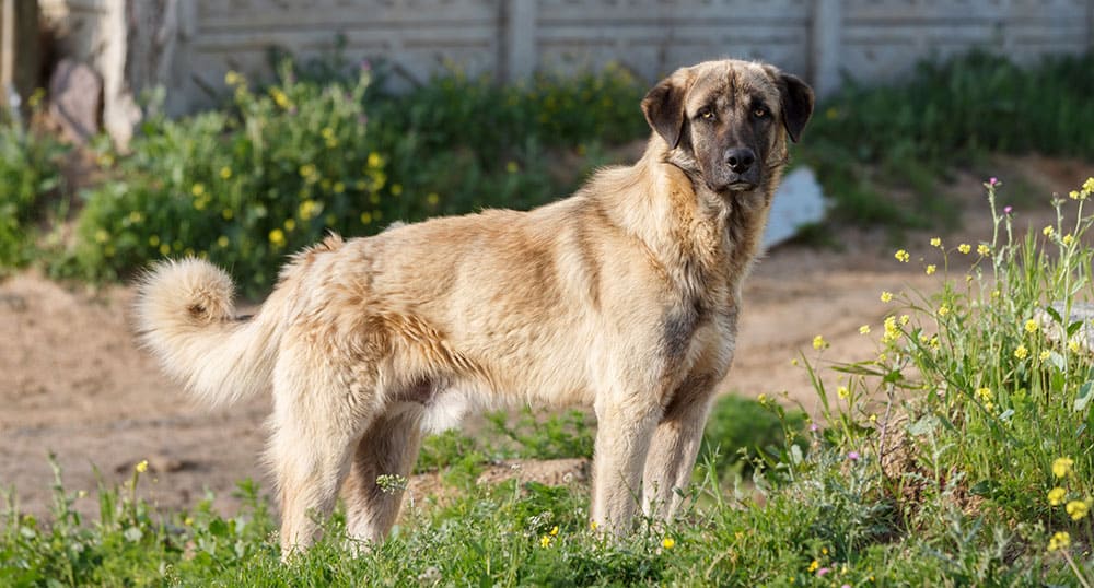 Do Anatolian Shepherds Wander?