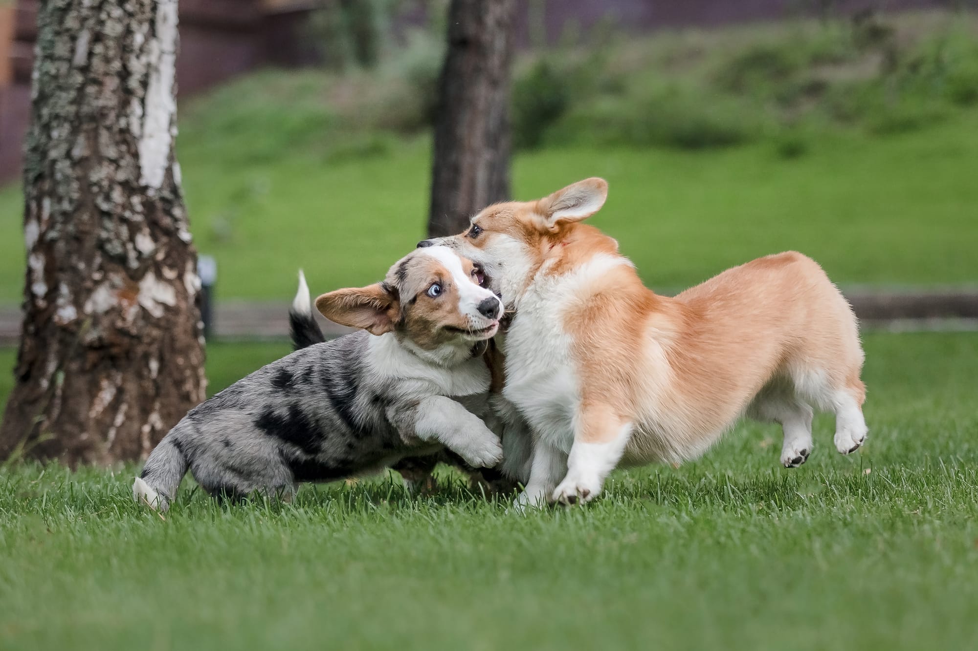 Cute Aggression