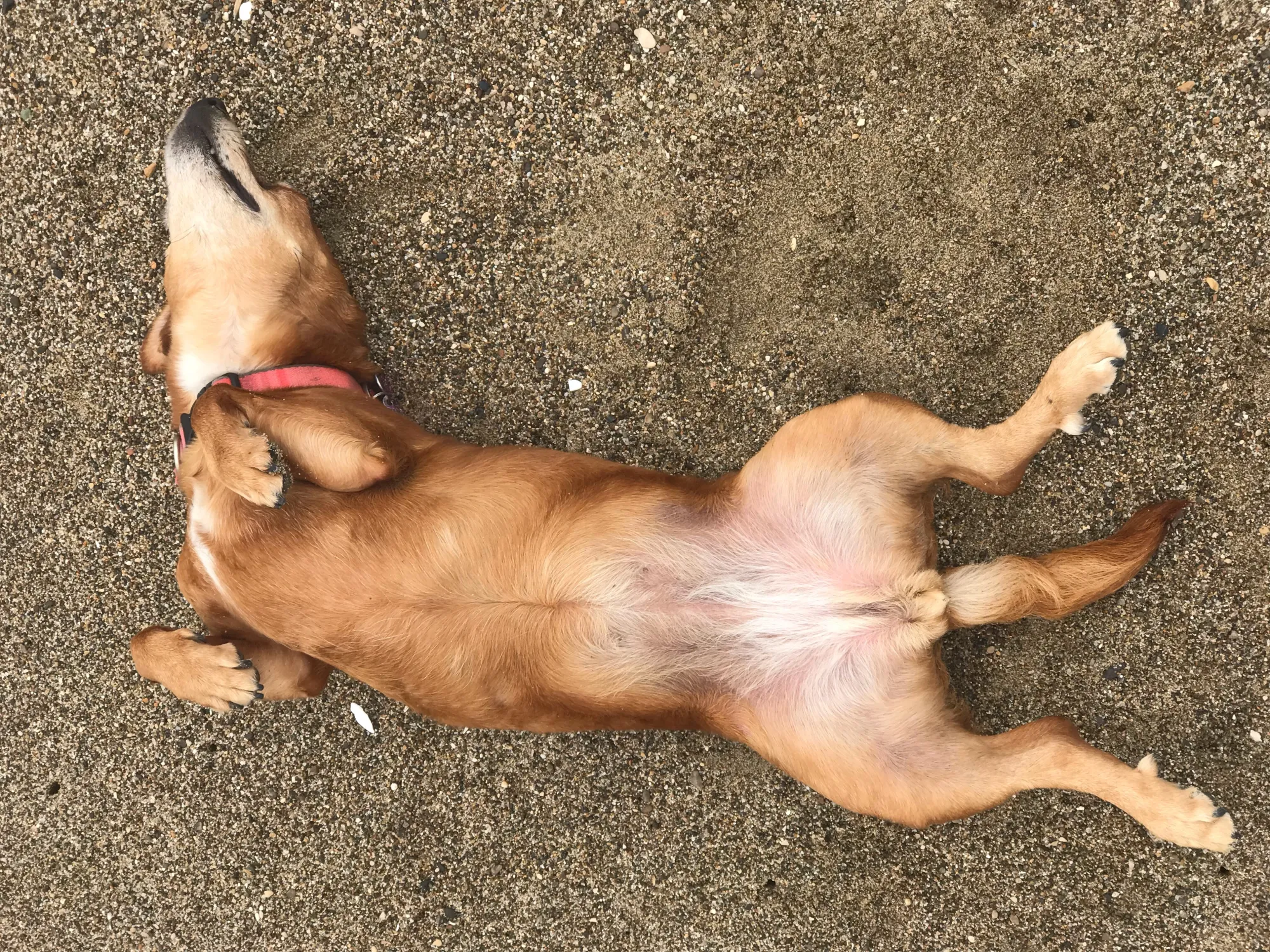 Dog Has a Red Belly