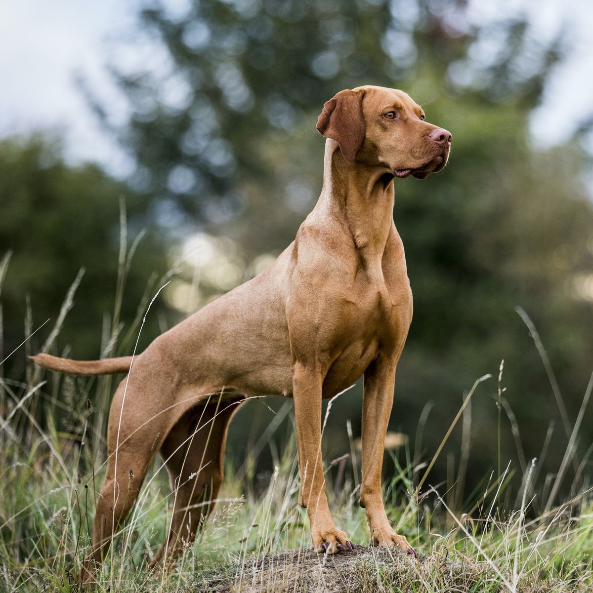 Vizslas