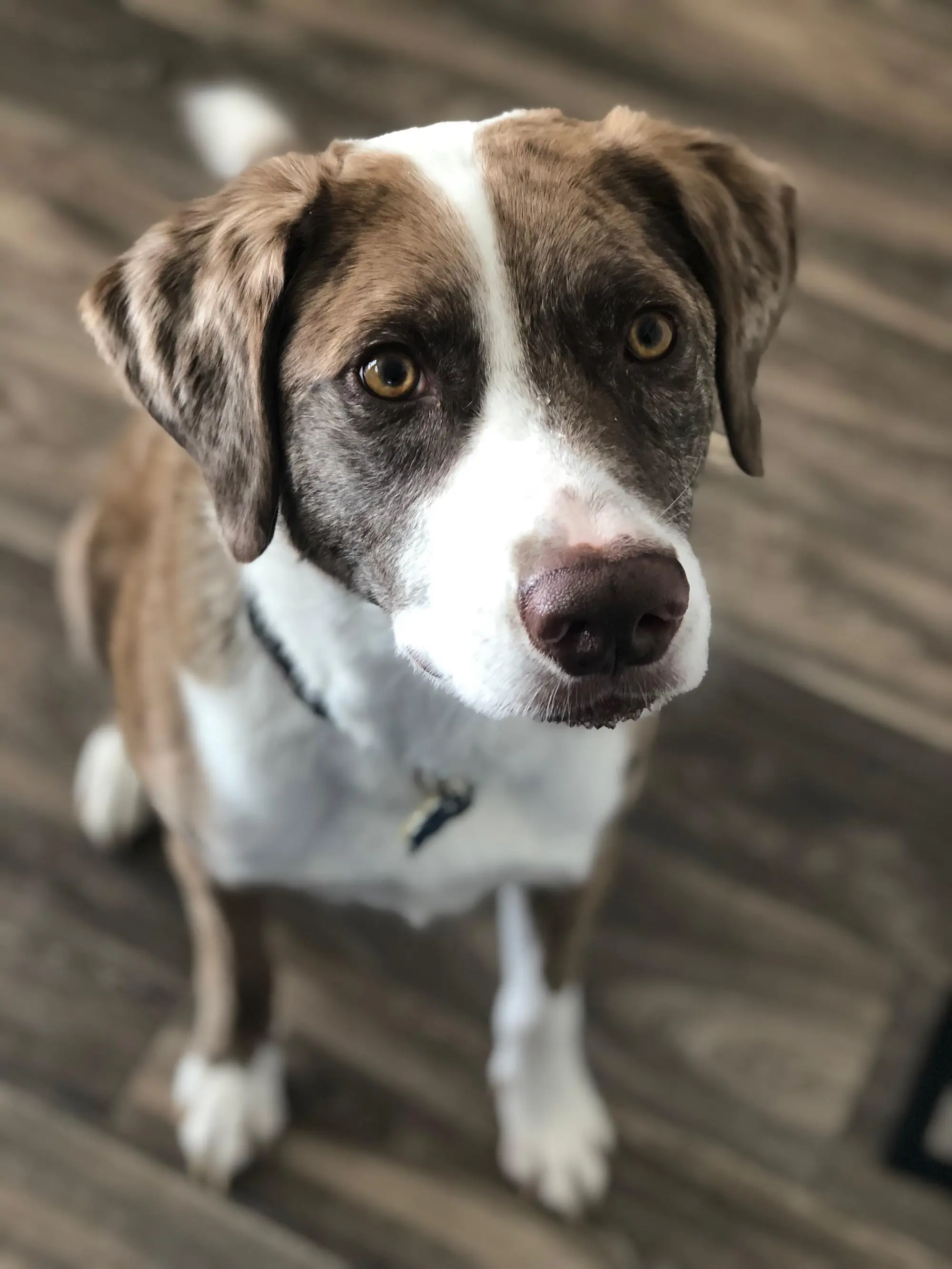 Are Catahoula Lab Mixes Good Dogs