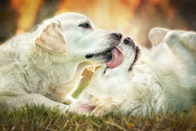 Why Female Dogs Hump After Being Spayed