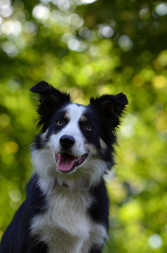 Border collie dog park