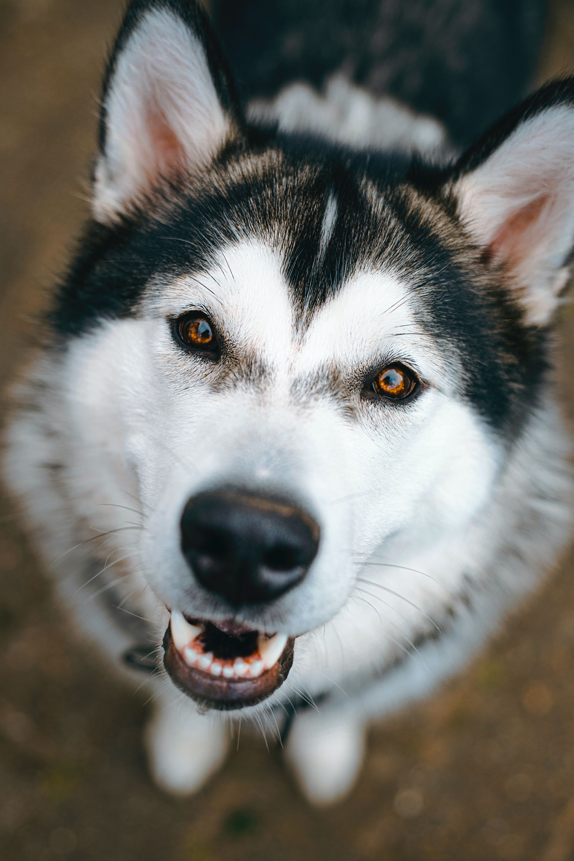 husky-signs-of-affection