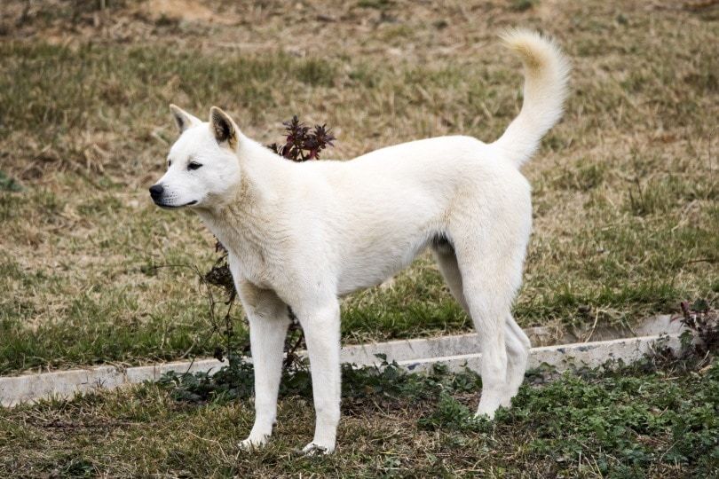 How Big is a Jindo