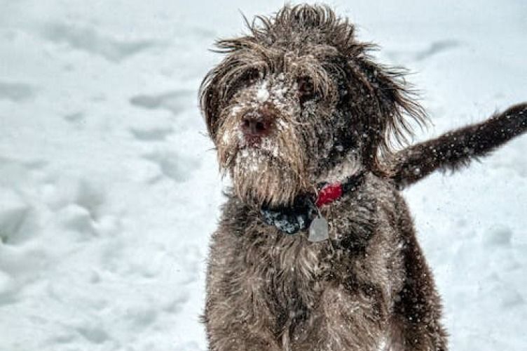 can labradoodles be outside dogs