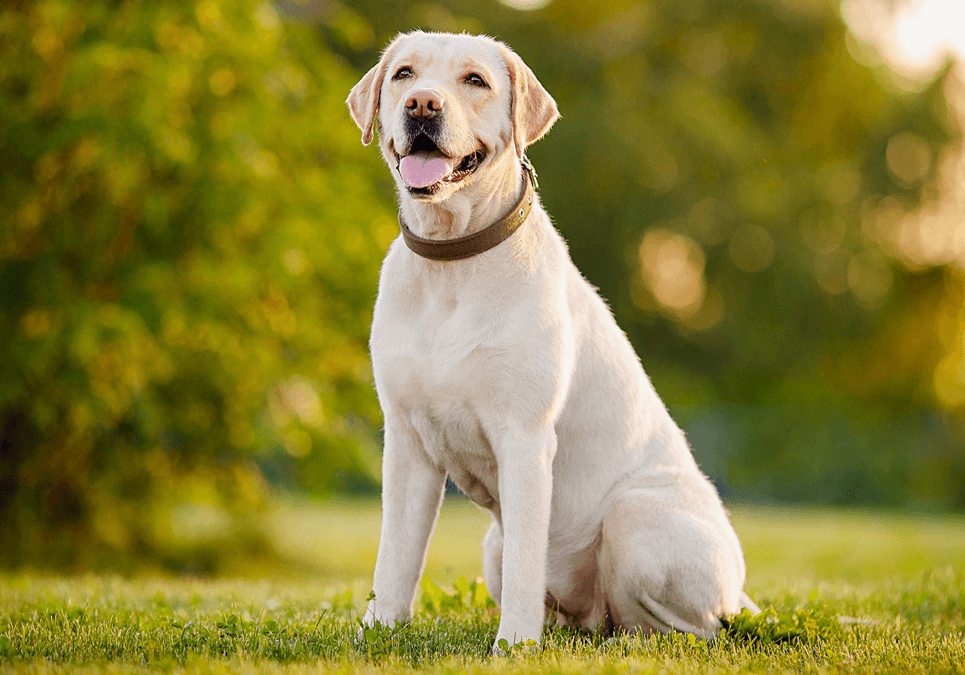 Labrador Retrievers