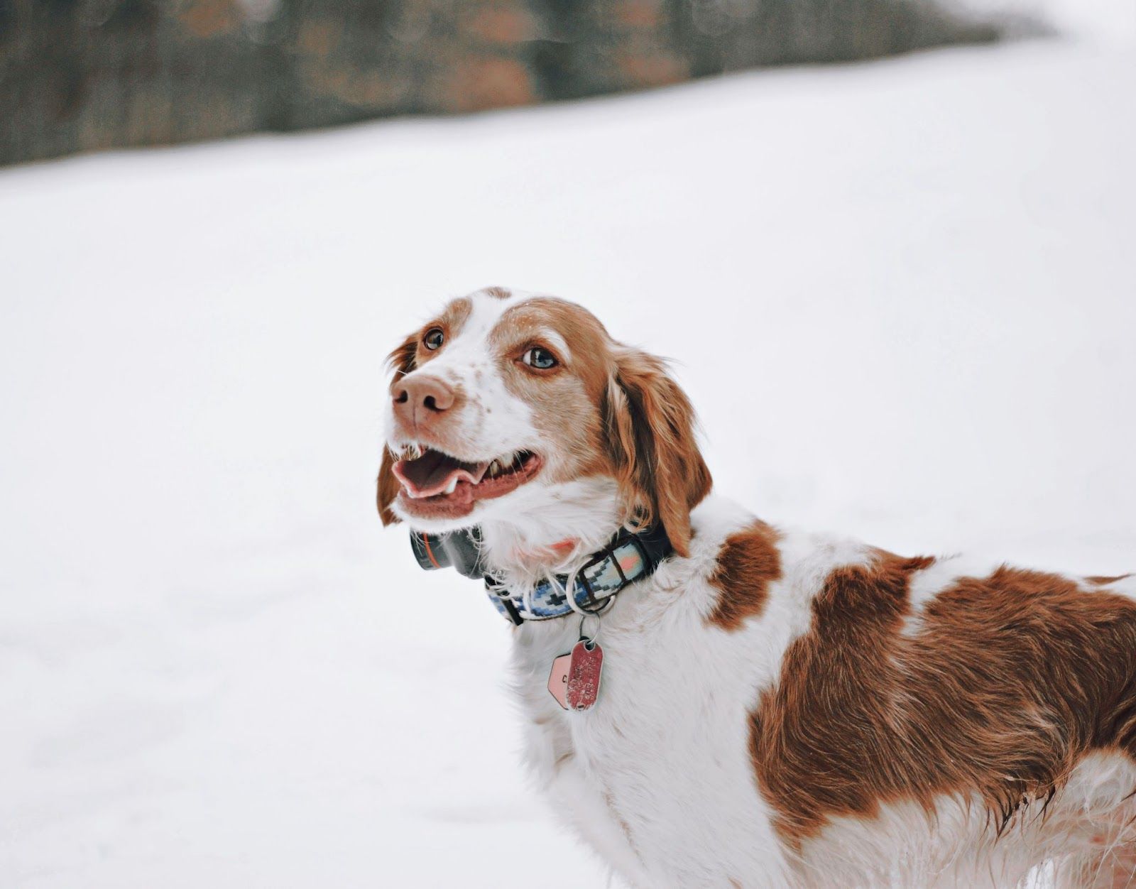 Should You Get A Brittany Spaniel Mix?