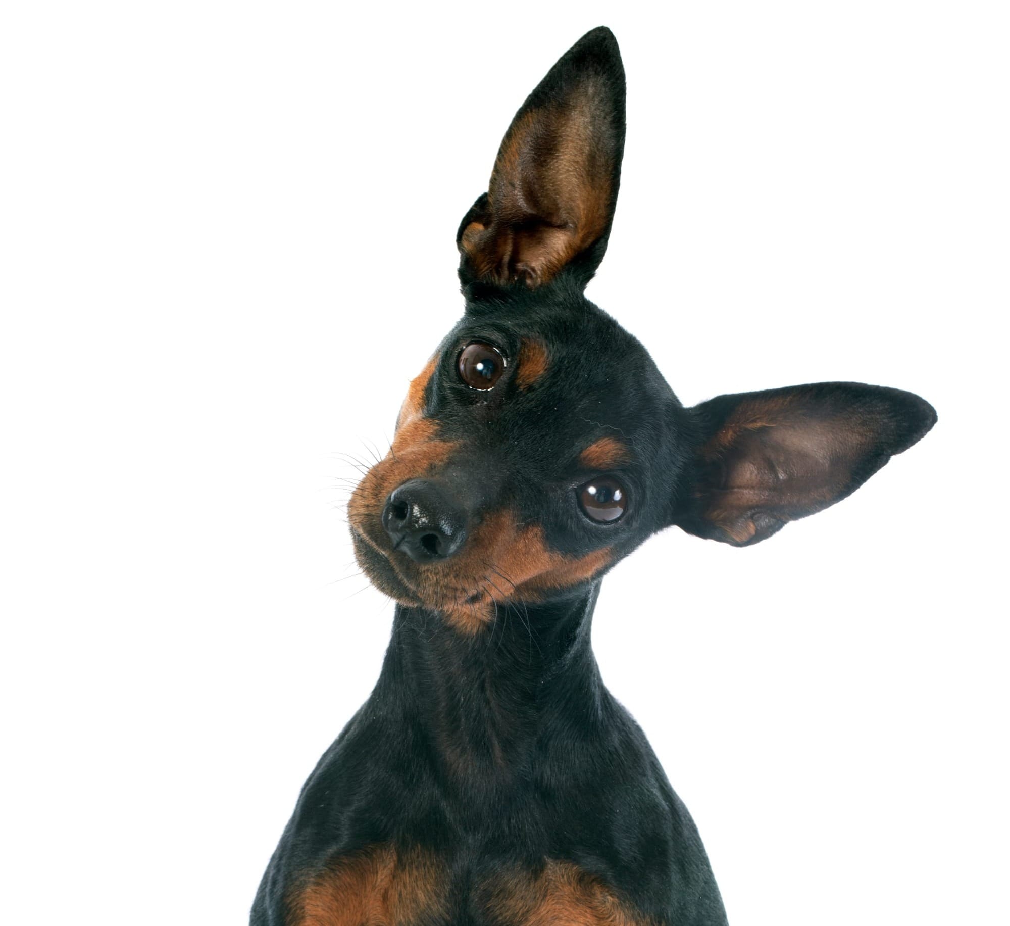 Do Miniature Pinscher Ears Stand Up