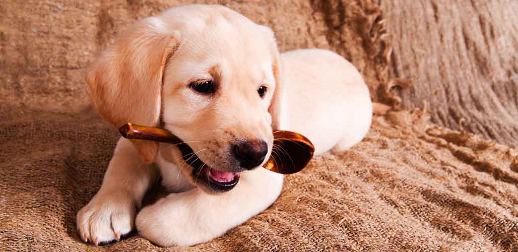 One Syllable Dog Names