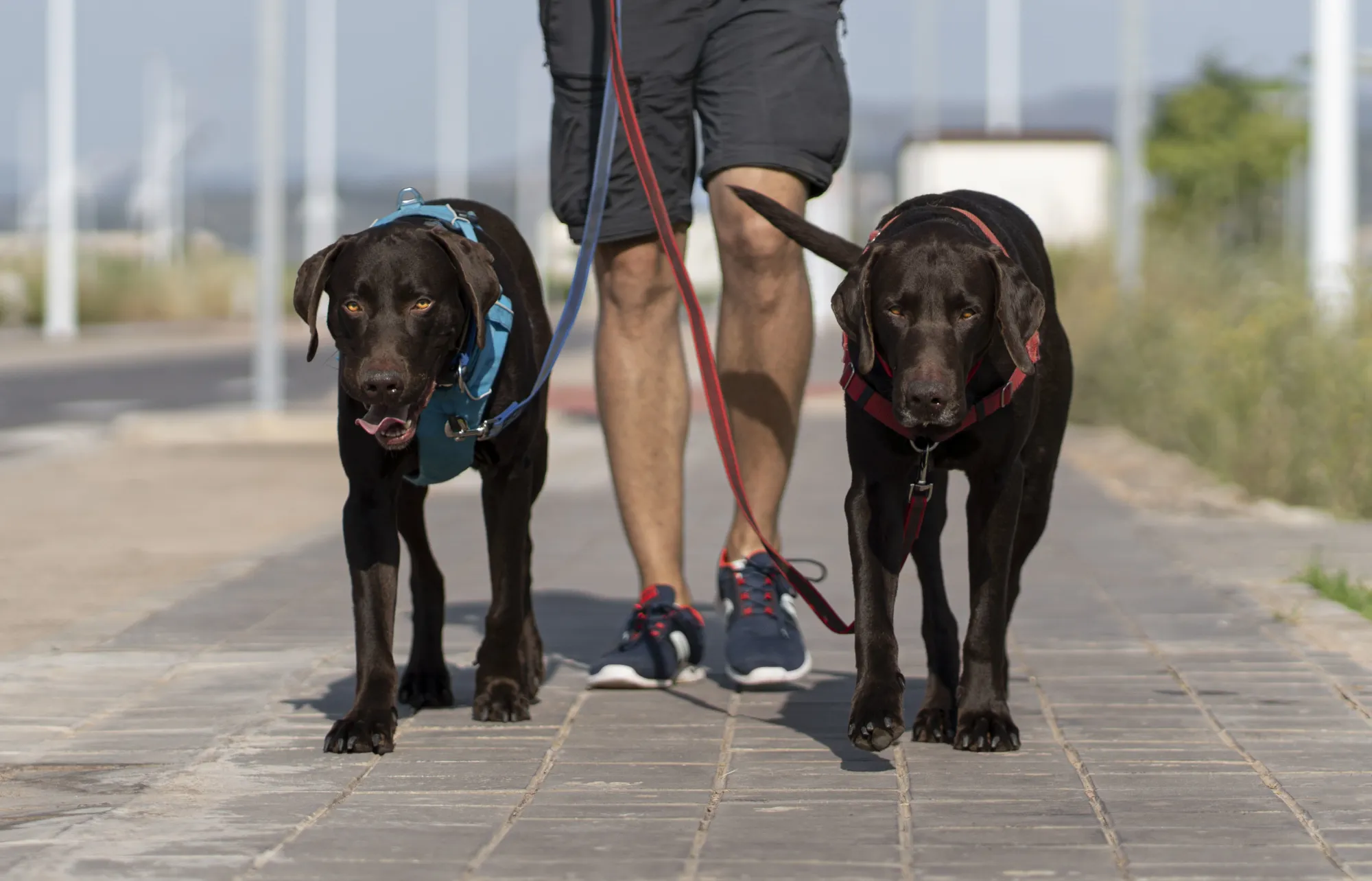 What is a Pack Walk