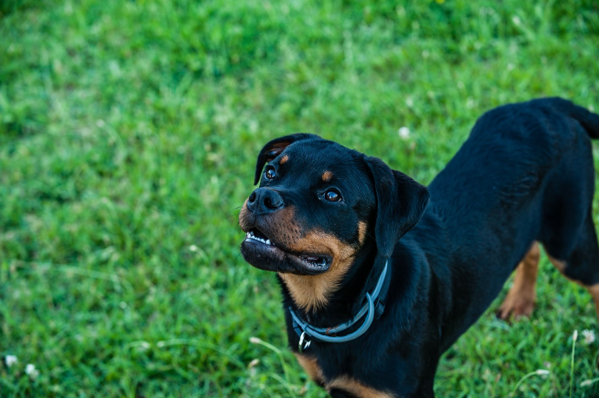 what color collar looks best on a black dog