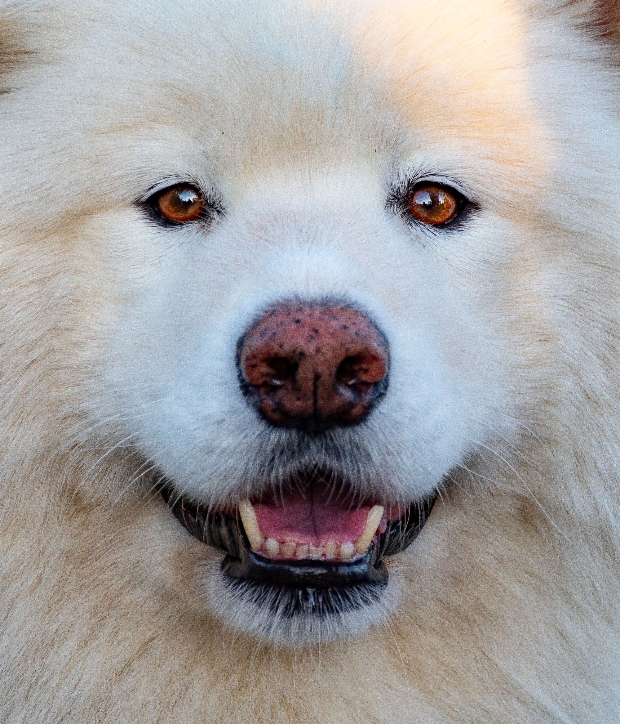 How to trim around a dog's eyes