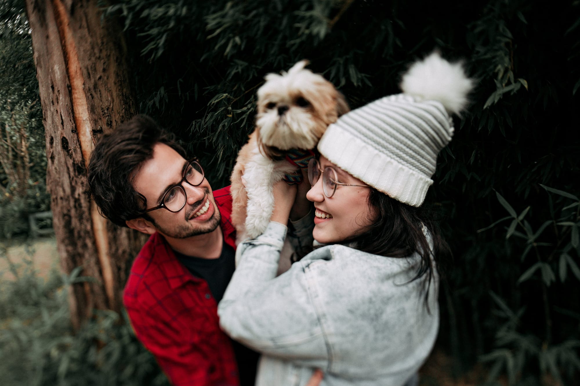 Teddy Bear Cut Shih Tzu