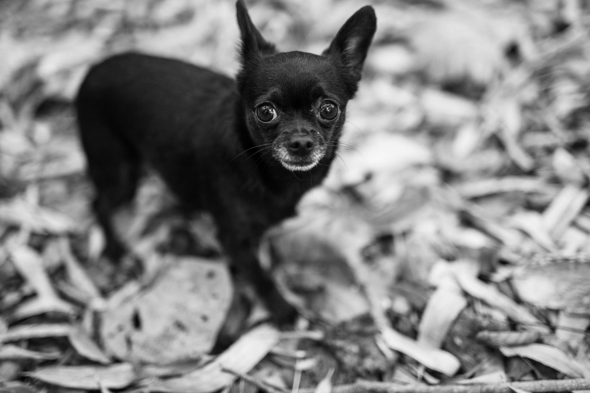rat terrier chihuahua mix