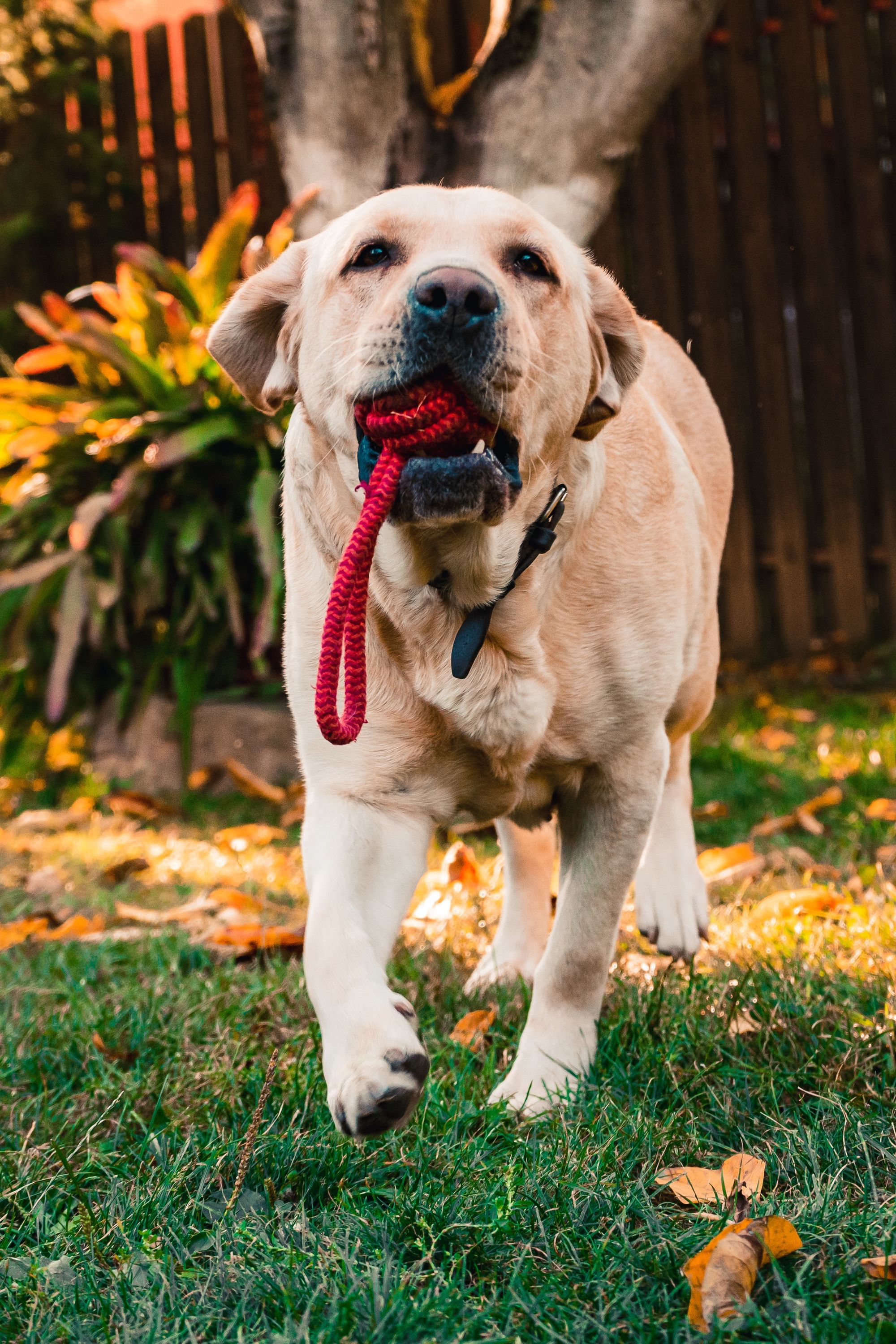 How to soothe flea bites on my dog