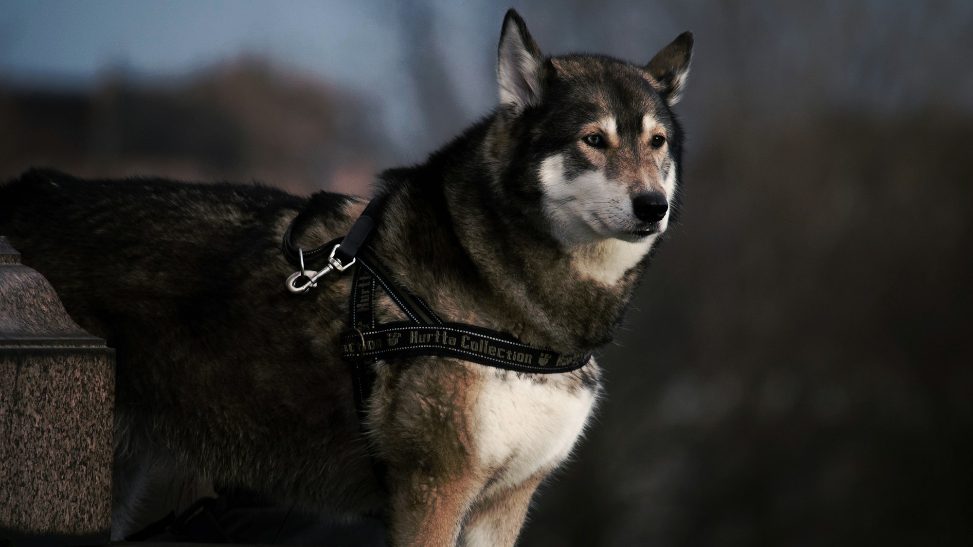 Cane Corso Husky Mix
