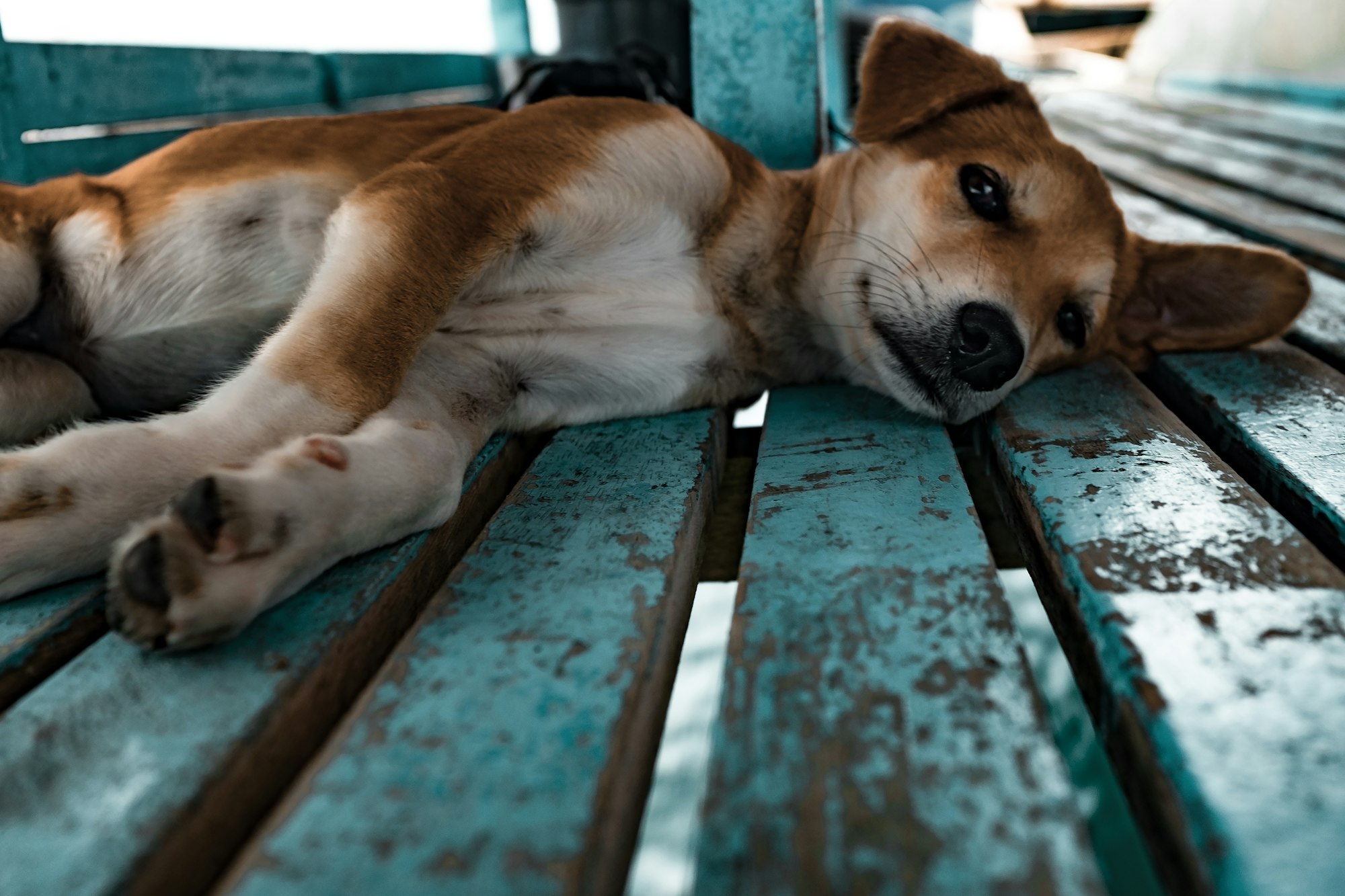 Potcake Dog Guide: https://blog.tryfi.com/