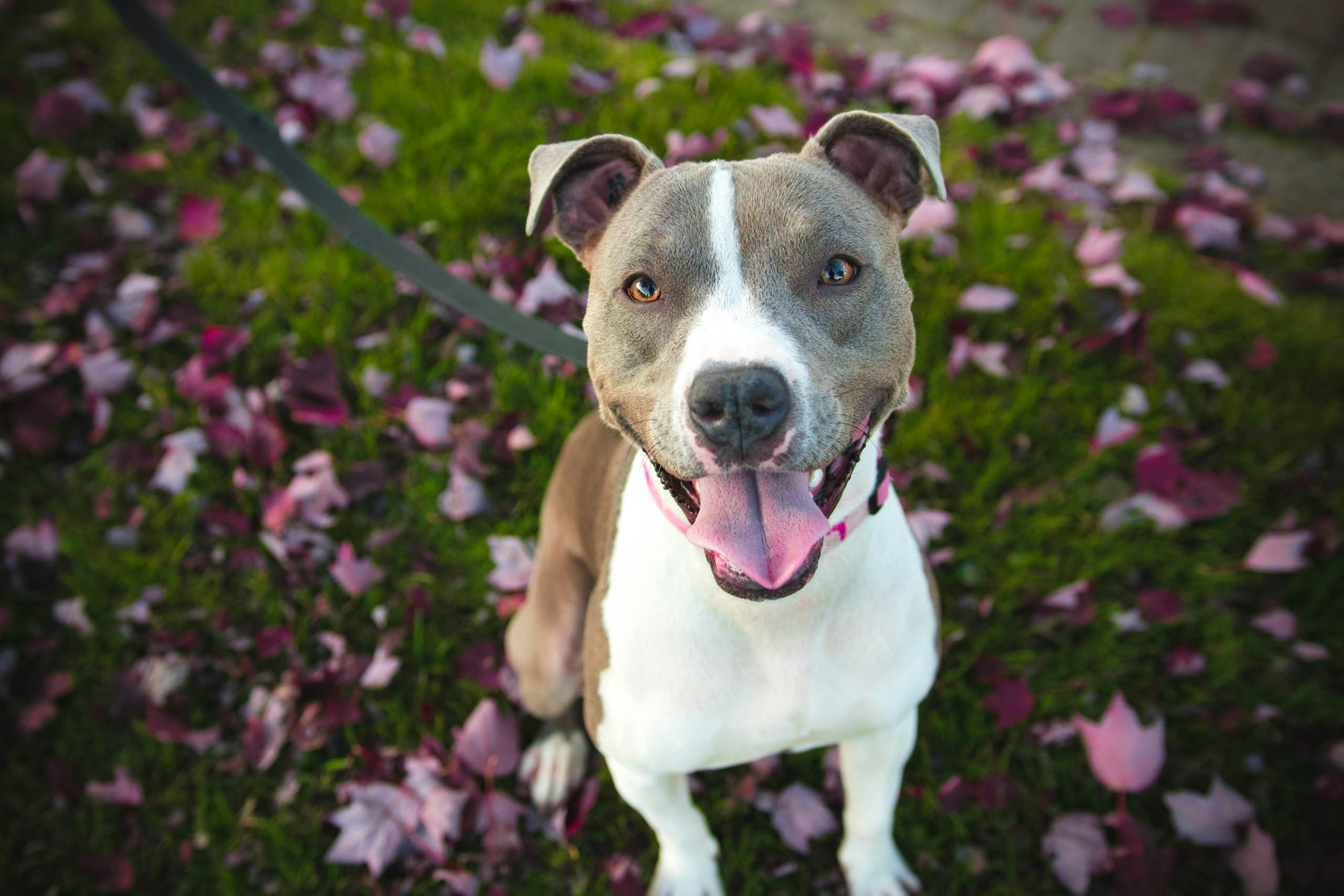 How to Train a Rescue Dog