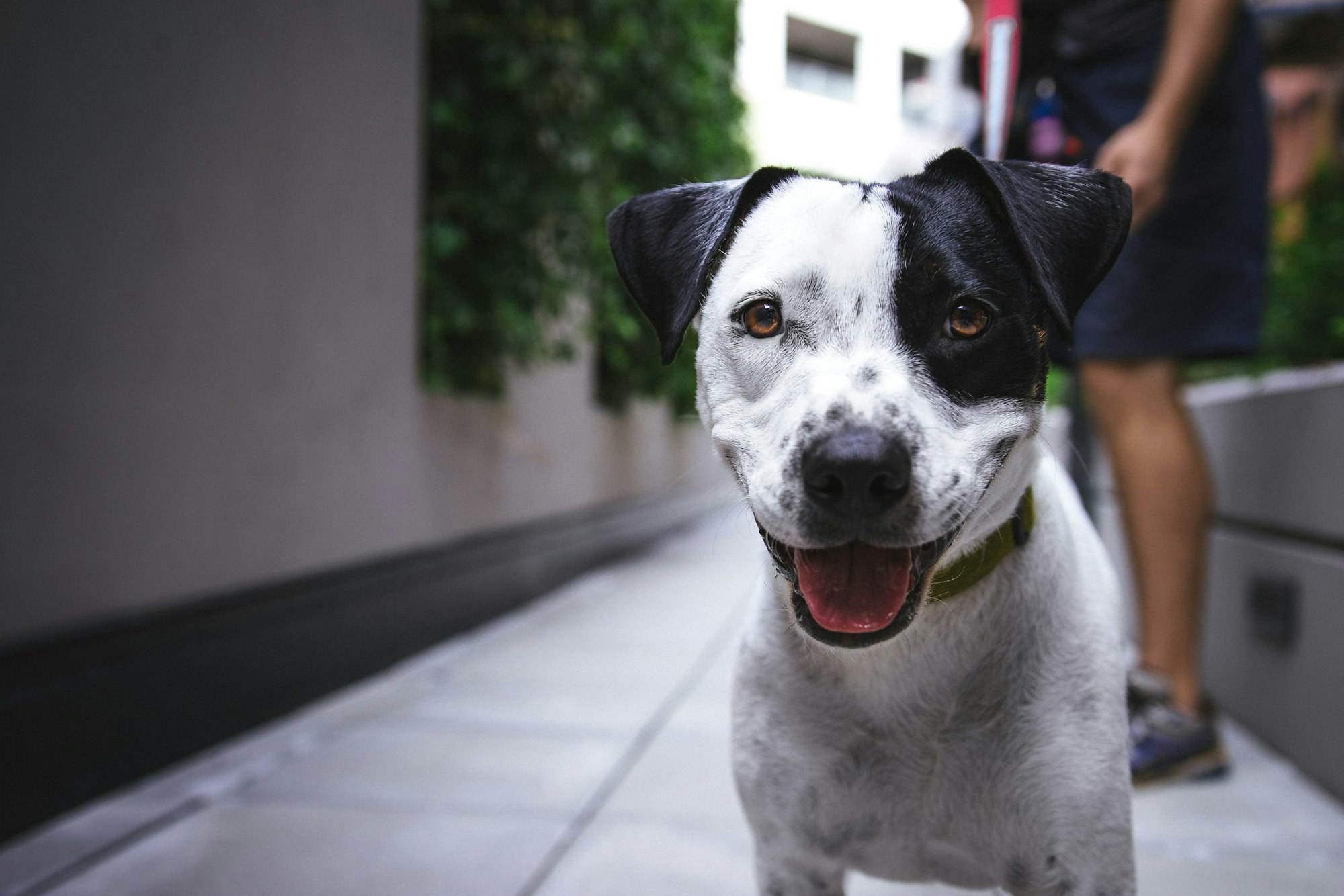 Dog Breeds with Amber Eyes