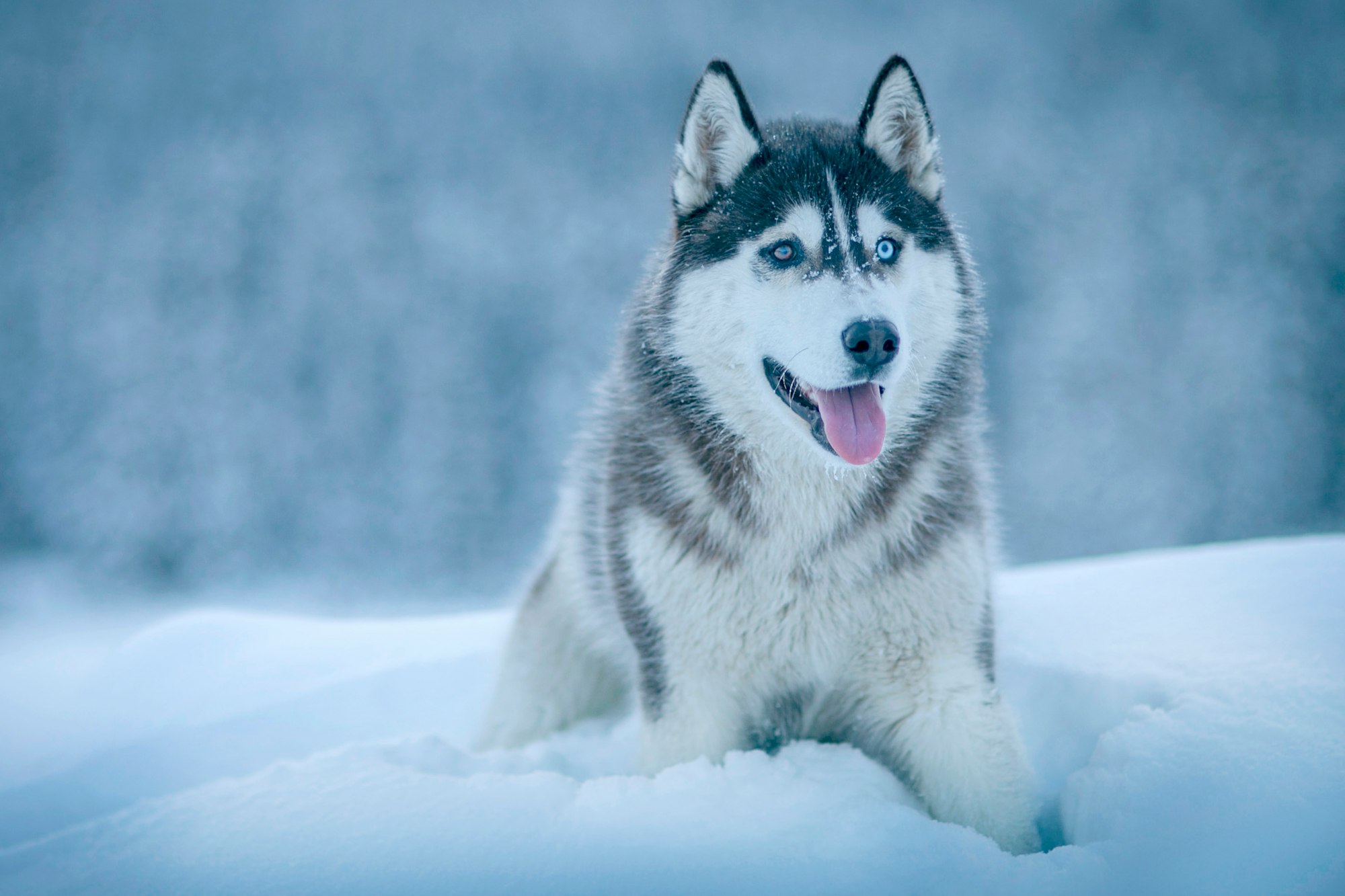 Dog Breeds Have Blue Eyes