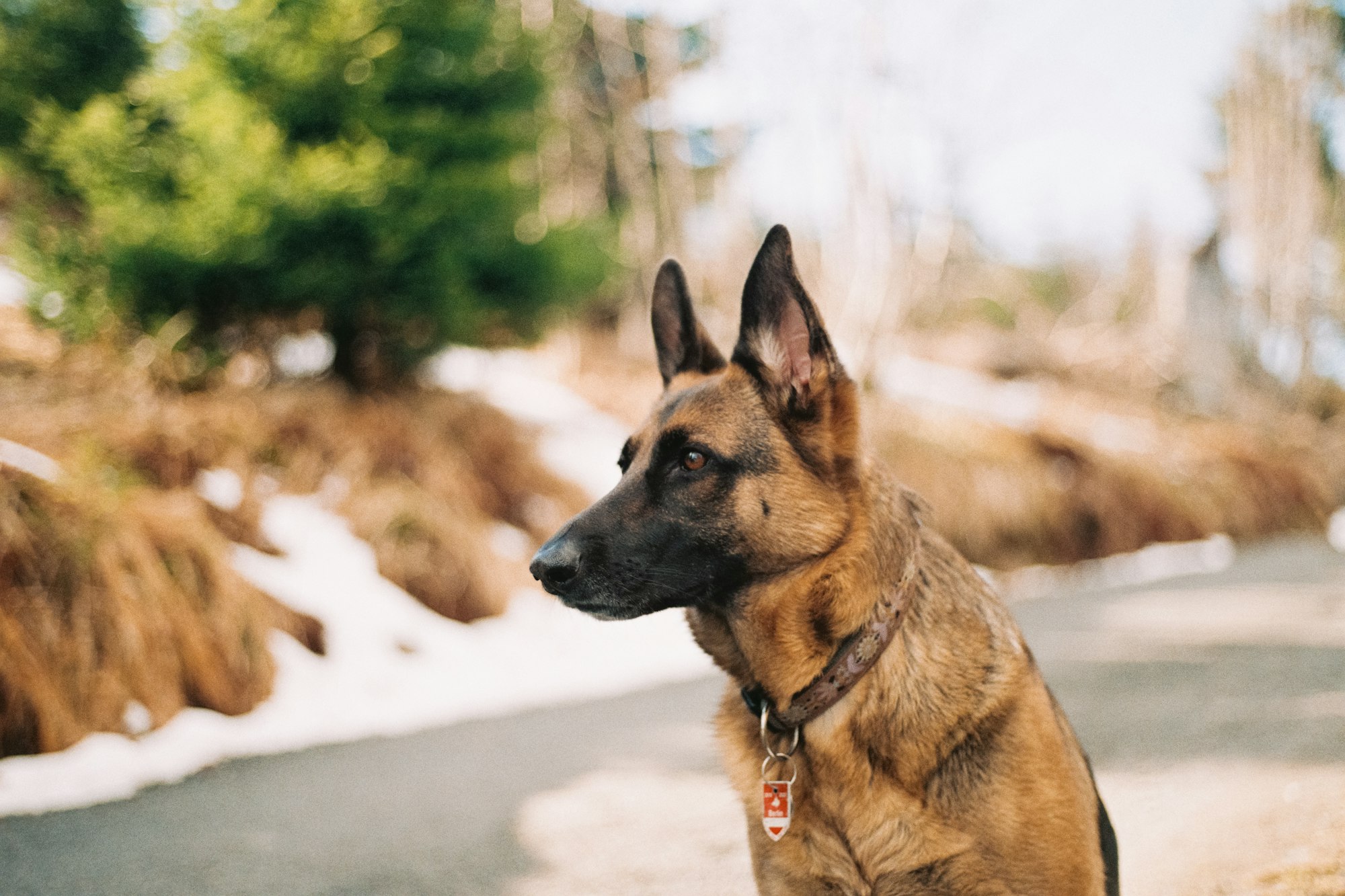 #FoundByFi: Dog Stuck in Frozen Creek, Located by Fi and Saved by Owners