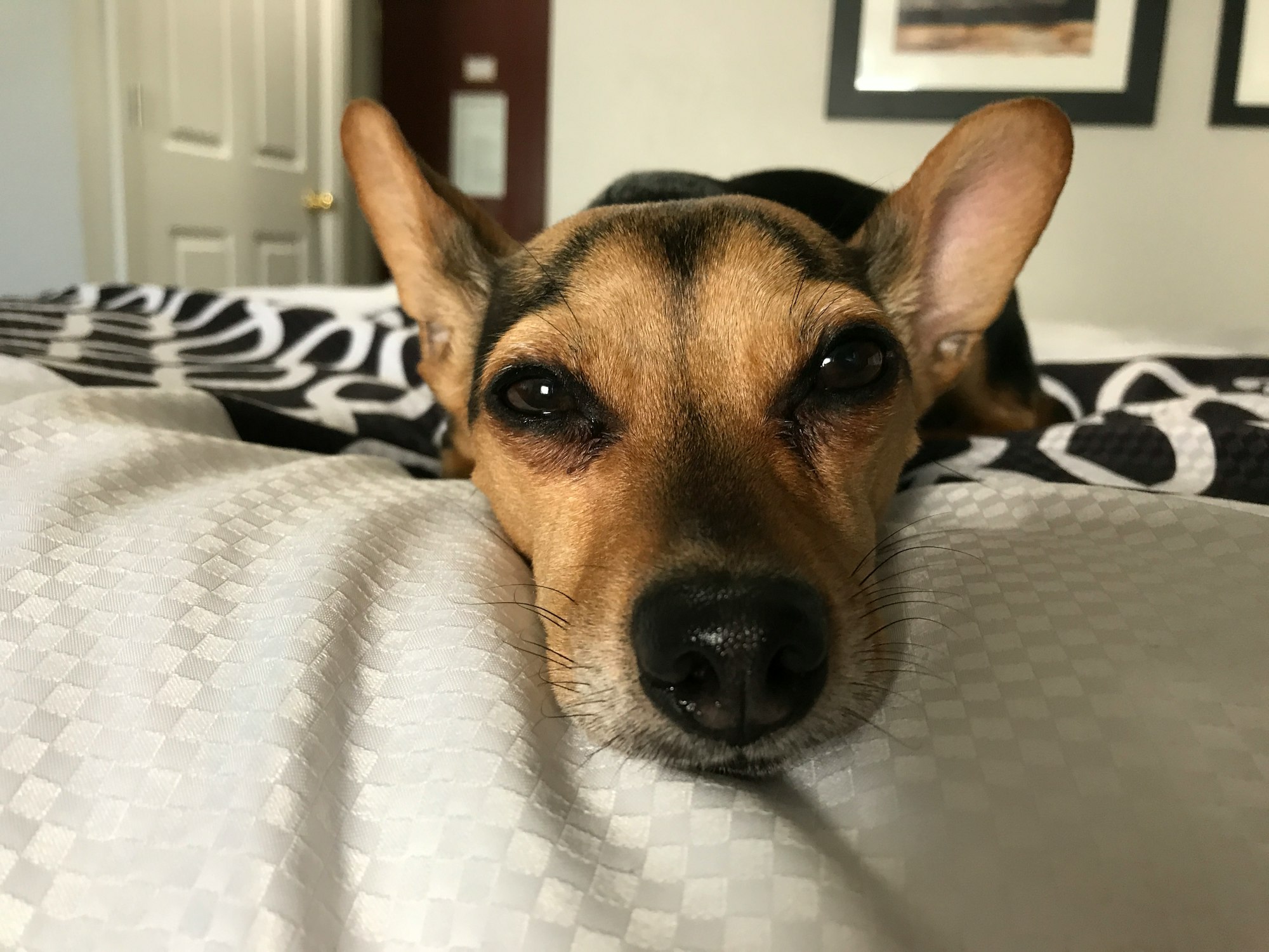 chiweenie