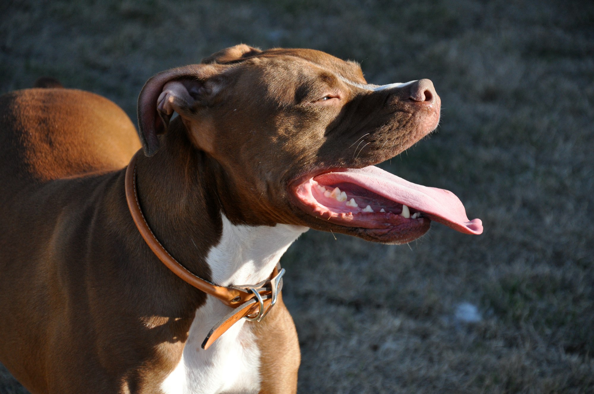 Smiling Pitbull: Explore Their Heartwarming World