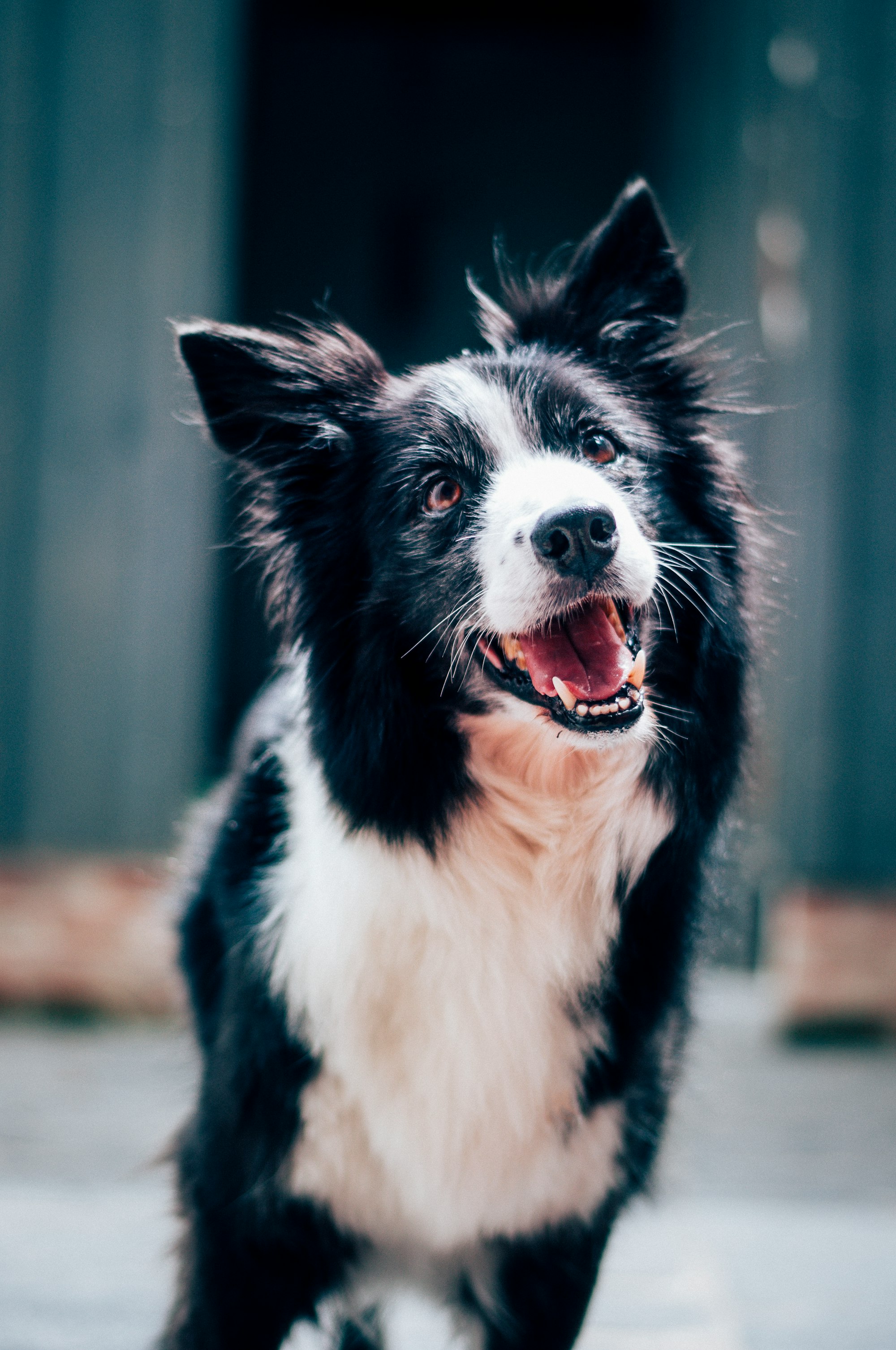 Ultimate Guide: How to Aid Your Dog's Recovery After Being Lost