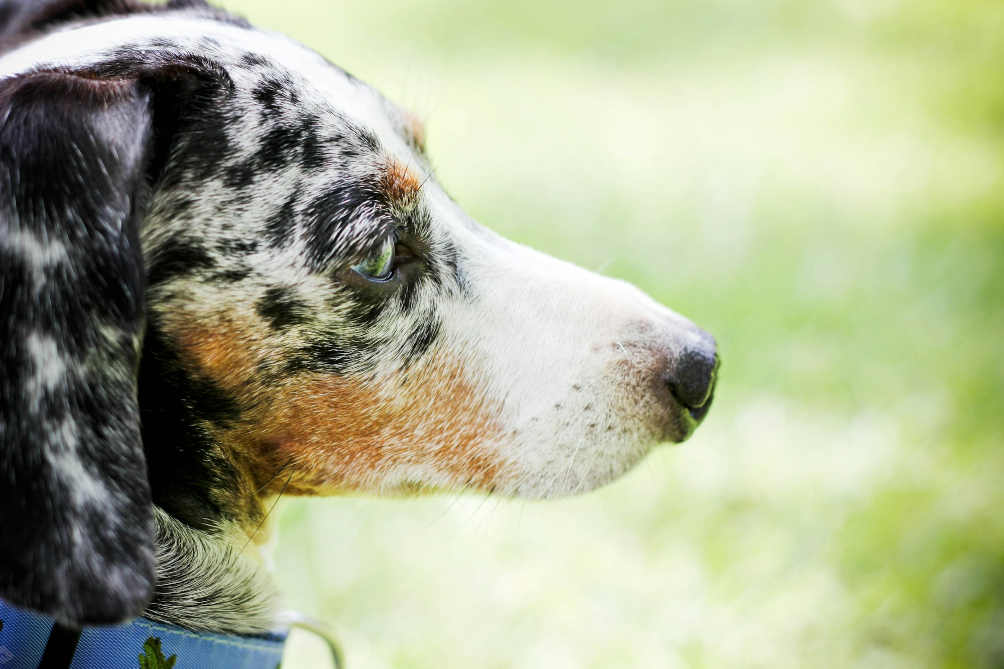 Dapple long haired dashshund